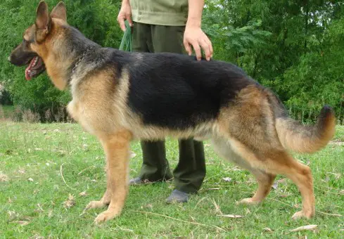 Vitus vom Haus Langer