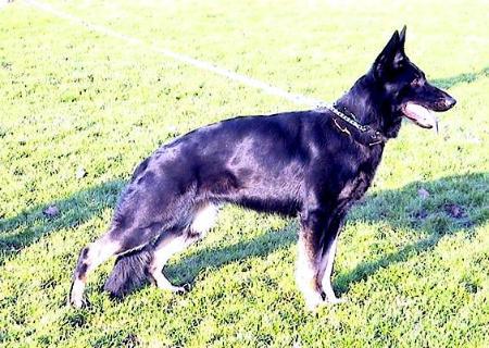 Olga vom Haus Immendorf