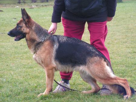 V(LV) Barsa Gelezinis vilkas