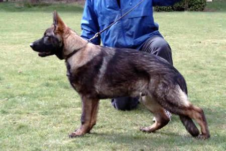 Wolff van Tiekerhook