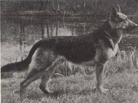 Kimmerhusets Dingo