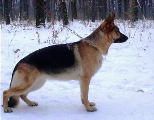 V (RO) Anya (2002) COR 9639-02/166