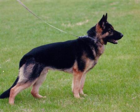 Asko van het Berghuis