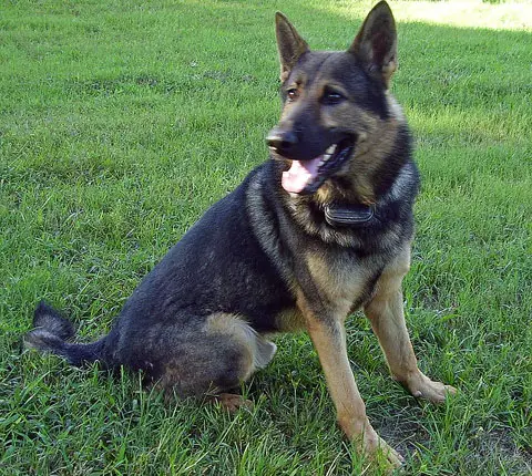 Bratz Vom Renaissance