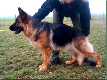 V Zelina von der Grafenburg