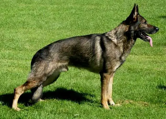 Dartanian van den Heuvel