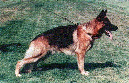 IRISH CHAMPION V1 Caddam Bremen (Ardmac)