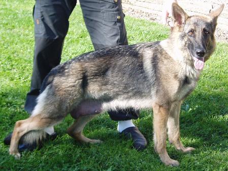 SG Mascha vom Eselspfad