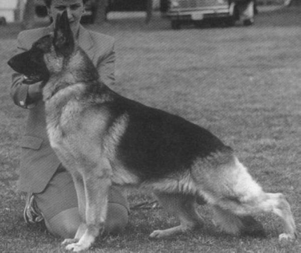 CH Ken-Delaine's Egoiste