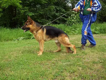 Quinn vom Elzmündungsraum