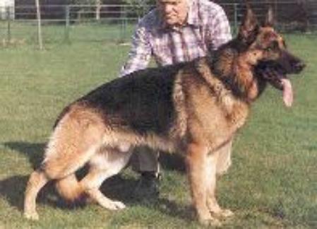 Mutz von Adeloga