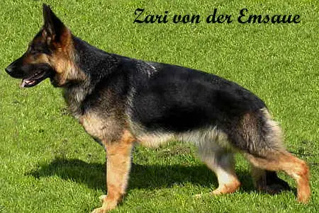 V Zari von der Emsaue