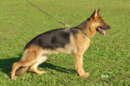 SG Waikiki vom Leithawald