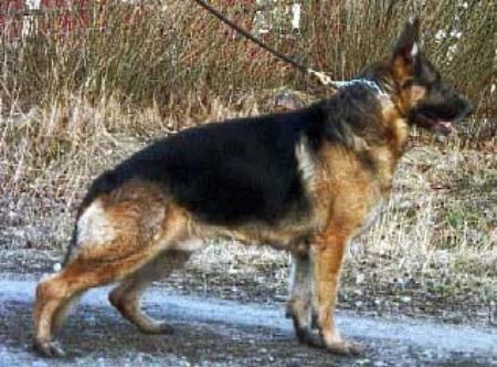 KORAD Passat Milo