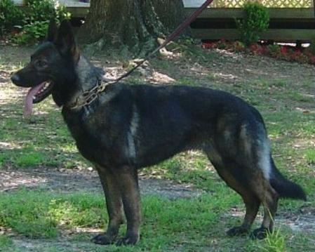 Ywiskhey von Haus Cimmerian