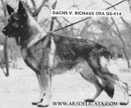 Dachs von Richaus
