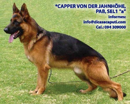 VA1-COAPA 2006 Capper von der Jahnhöhe