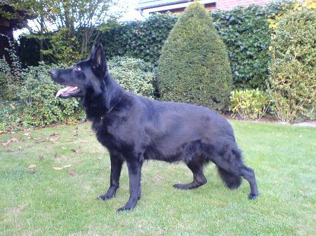 SG Biene vom schwarzen Troll