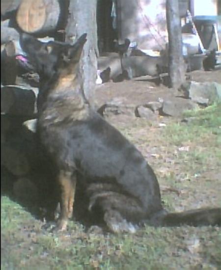 Sand-N-Bergs Dutches