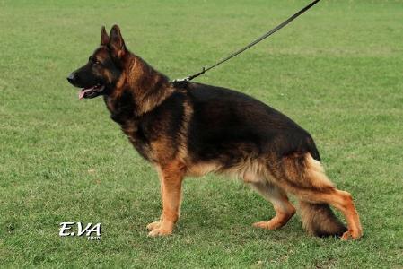 Grey Gandalf Temperton