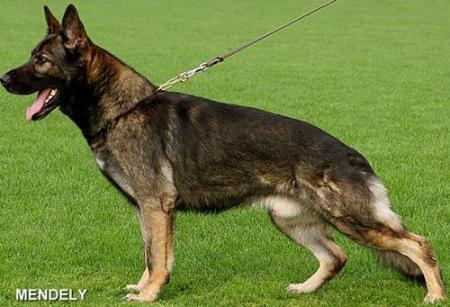 Arcor vom Steinteich