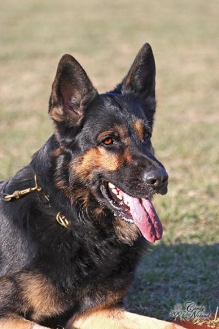 Vercingetorix vom Kraftwerk