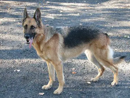 C C Mistral of Waldenridge