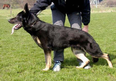 Kazu vom Haus Valkenplatz