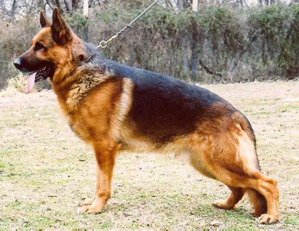 VA6(USA) Irsus Veracruz