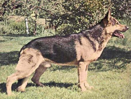 Condor vom Sixtberg