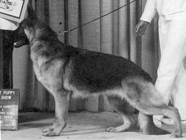 Sandyhill's Fyz von Doppelt-Tay