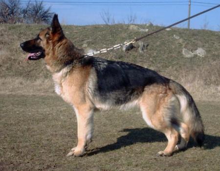 Chelsea Von Haus Selia