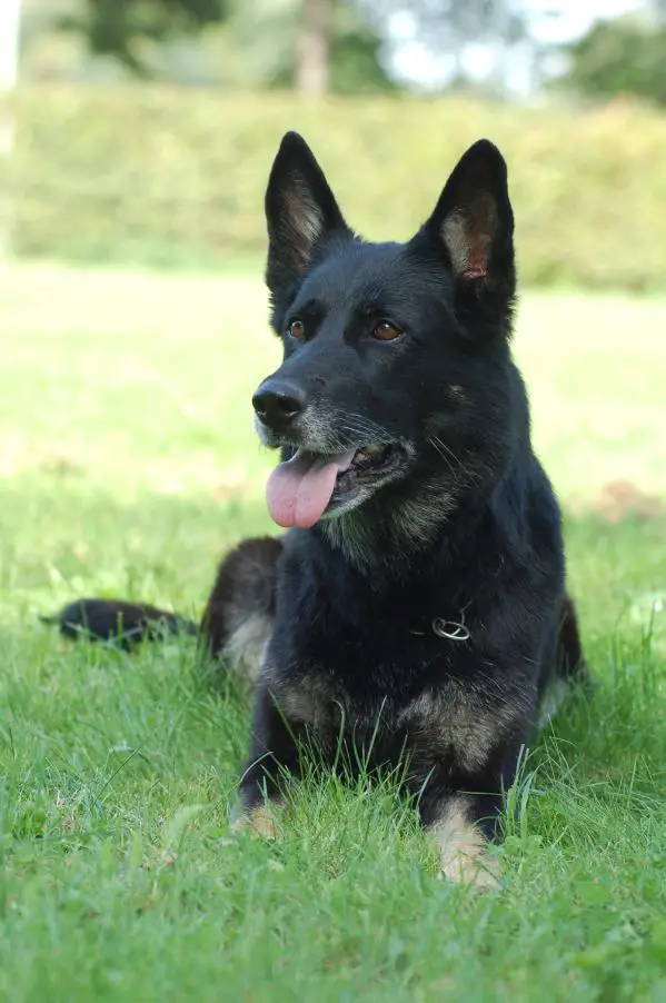 V Paya vom Schmiedegarten