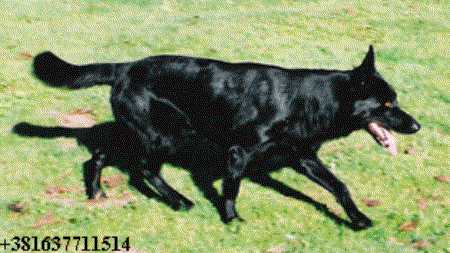 Amigo (2003) JR 721903No