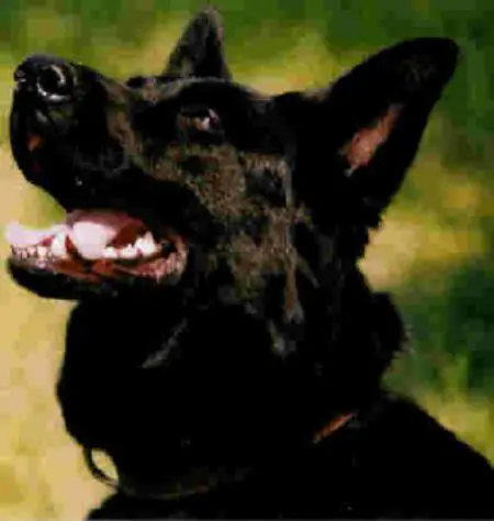 Dennie Von Barren Berg