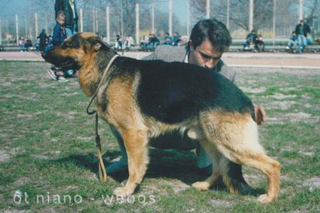 SG+ Geier von kleinen Mohr