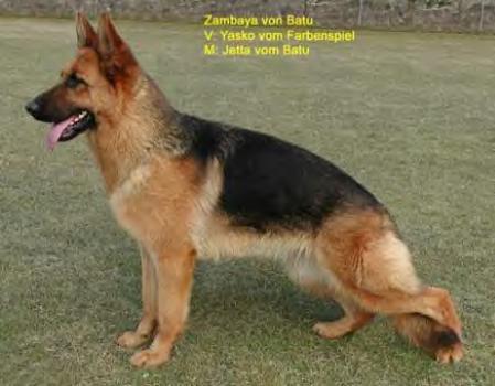 V2 Swiss Sieger Show 2005 Zambaja von Batu