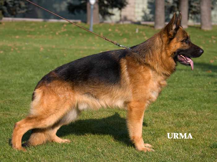 VA2 (KZ) Ugo v. Haus Thalie