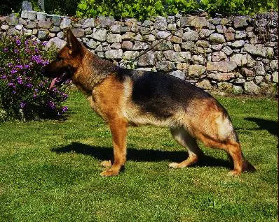 V,  (SG38  BSZS JKH 2005) Zara vom Grabfeldgau