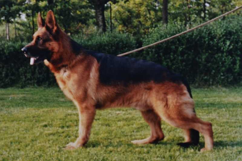 Basko del Catone