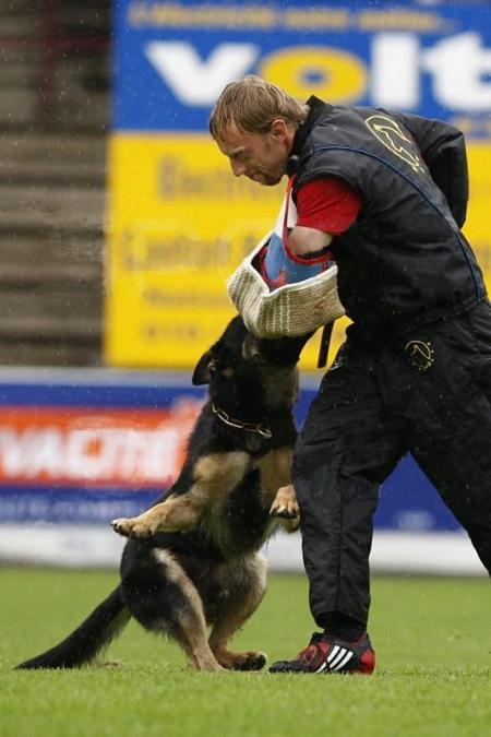 G Kövári-Zúzó Jello