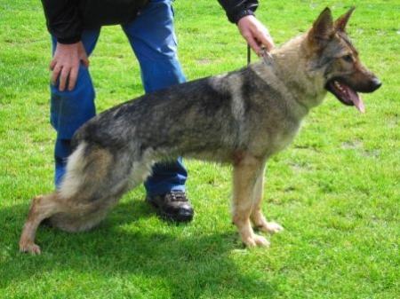 Cathy vom Haus Sevens