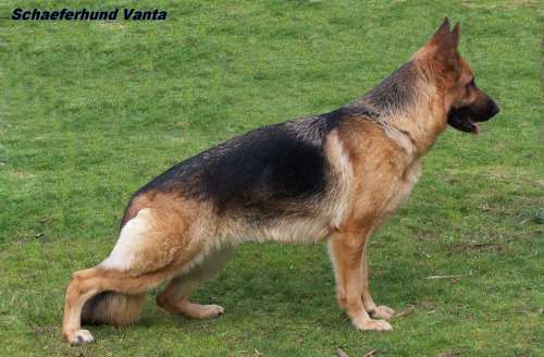 Schaeferhund Vanta