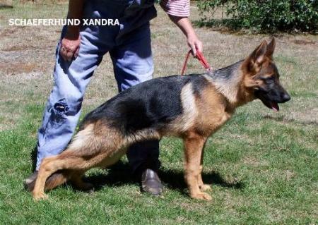 Schaeferhund Xandra