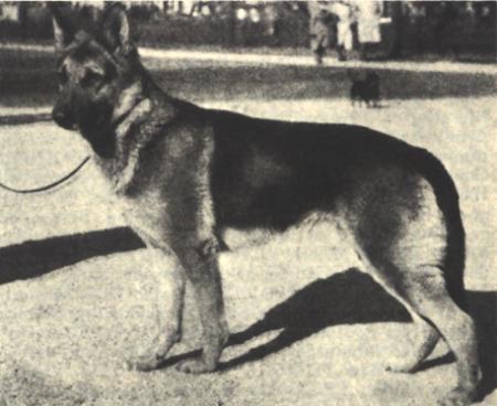 Cito vom Schäferleben