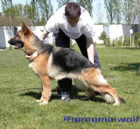 V1 Honey v. Pannonia wolf