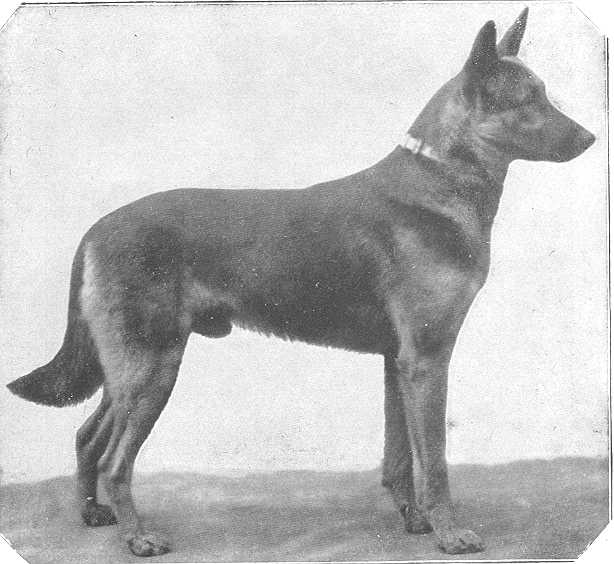 Apollo von Bergedorf
