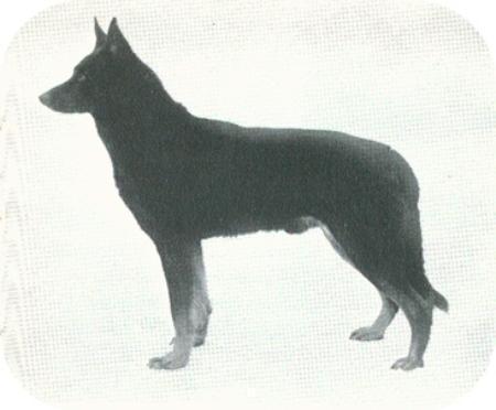 UCH Roy av Skinnskatteberg