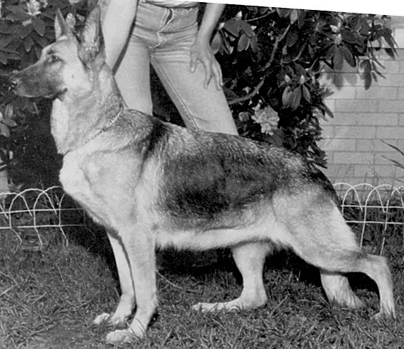 Doppelt-Tays Annie Oakley