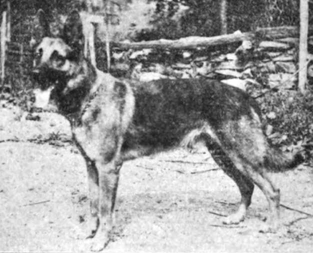Etzel von Oeringen (Strongheart) (1917)